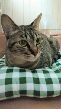 初心者・単独飼い向きのキジトラちゃん