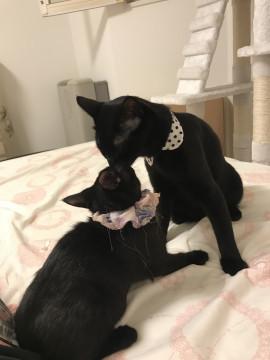 仲良し 2匹ペアで募集