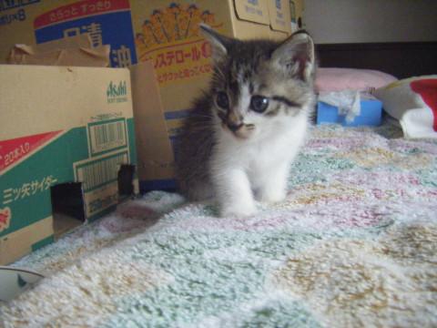 生後１か月の４匹の子猫