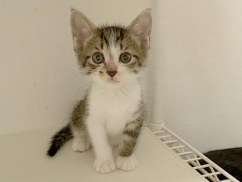 甘えん坊きじ白くん