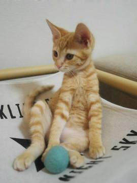 甘えん坊茶トラ男の子