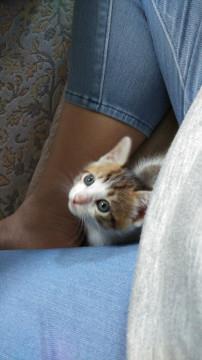 生後1ヶ月のキジシロ君