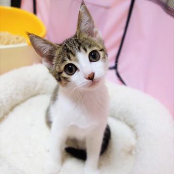 8/18譲渡会参加のみなみちゃん