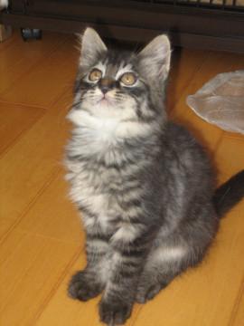 ミーちゃん一家の里親募集