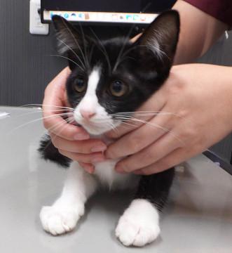 いろはちゃん♪多頭飼育の子猫です！！