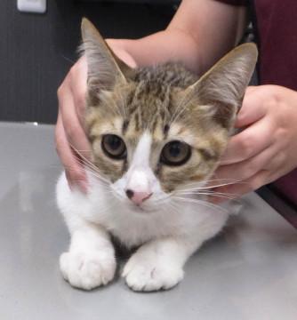 りくくん♪多頭飼育の子猫です！！