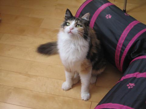 ミーちゃんは八方美人(母猫・長毛)
