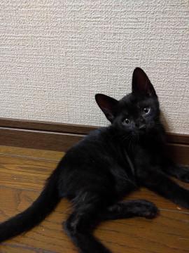 約2か月くらいの黒猫です