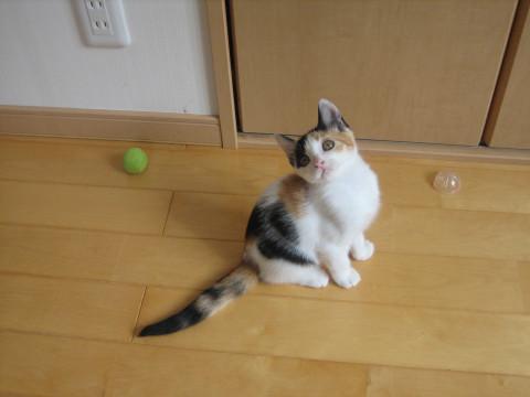 ミーちゃんちの三毛・子猫