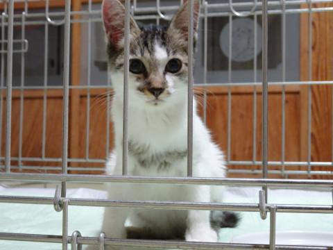 可愛い子猫ちゃん♪