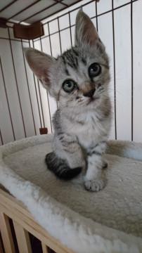 静かで素直な子猫
