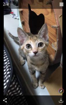 美猫でかわいくて賢い女の子です。