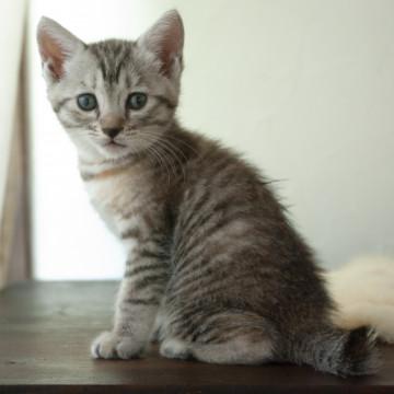 人懐っこい女の子猫ちゃんです。