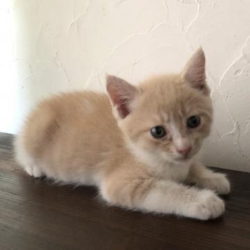 人懐っこい男の子猫ちゃんです。
