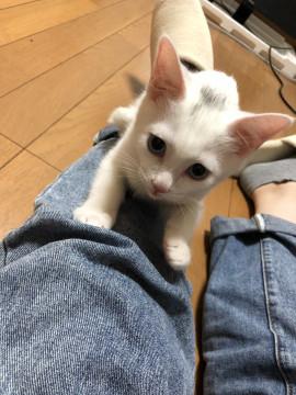 青目の白猫ちゃん