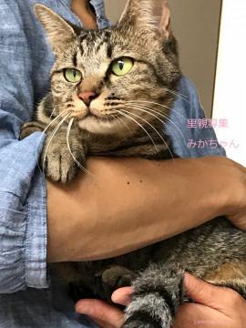 あまあま♡キジトラ女の子みかちゃん里親募