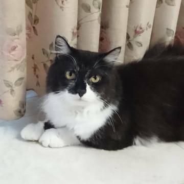 ノルウェージャン風の猫さんです♪