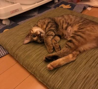 慣れ慣れ可愛いキジトラ8カ月