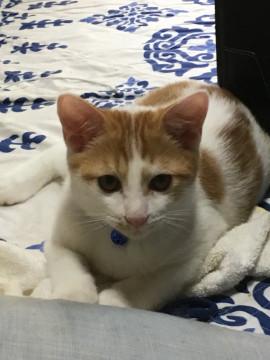 元気いっぱいの茶シロ仔猫です。