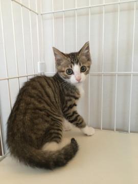 ゴロゴロ甘えん坊☆あむろくん♂キジシロ