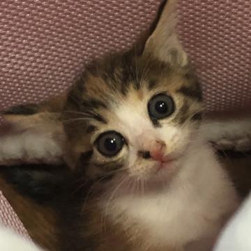 とても人懐こい三毛猫ちゃん！スミレちゃん
