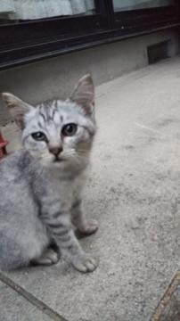 健気な母猫と子猫の里親になって下さい