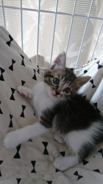 千葉県白井市/甘えん坊の男の子