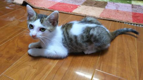 子猫を家族の一員として大切にしてくれる方