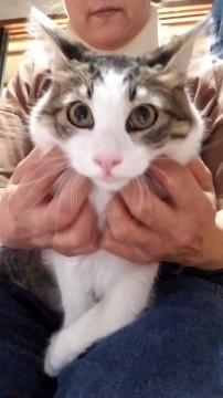 キジシロ少し長毛さん男子