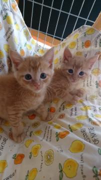 千葉県白井市/かわいい姉妹です