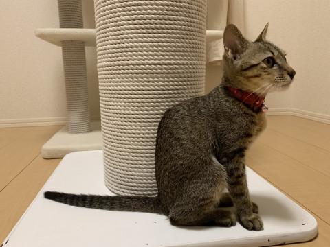 ゴミのように捨てられた小さな命