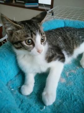 人馴れOK！バッチリした目が可愛い♡