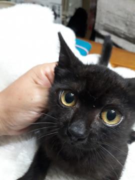 カギ尻尾の黒子猫ちゃん