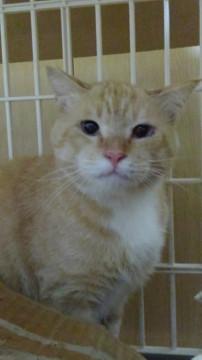 明るい茶トラ柄のキイロくん推定2才