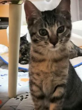 キジトラ2ヶ月の女の子