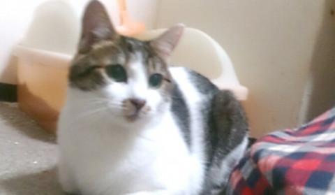 かわいいシロキジ、すみれちゃん