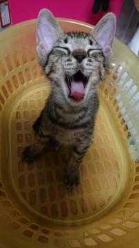 とにかく元気いっぱい男の子