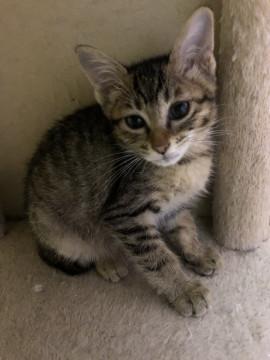 ちいさな 可愛いキジトラちゃん^ ^