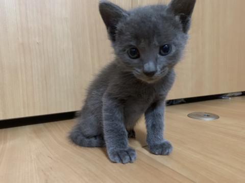 グレーの男の子