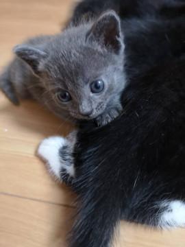 グレーの女の子