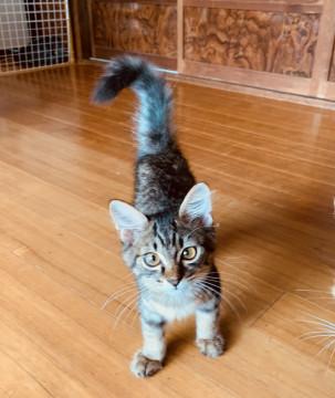 ３ヶ月☆もふもふ長毛子猫☆ナラちゃん♀