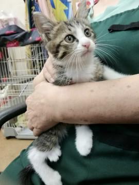 可愛い約2ヶ月のキジシロくん♡