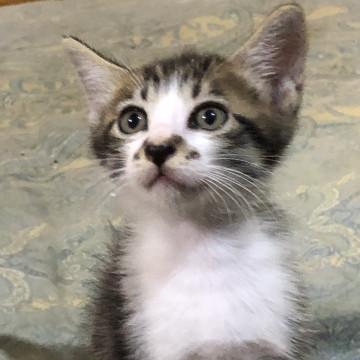チョビヒゲが可愛いカブ君！生後1ヶ月半