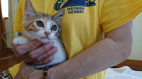 美しい三毛猫