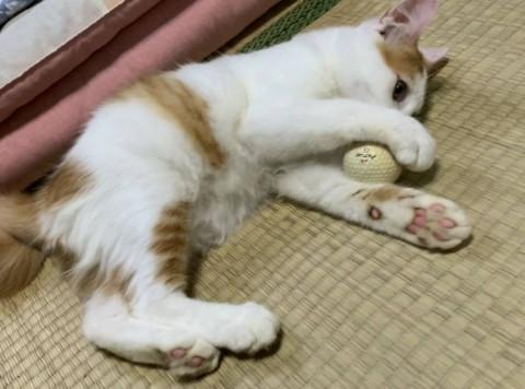 ふわふわ長毛の茶白の男の子♂
