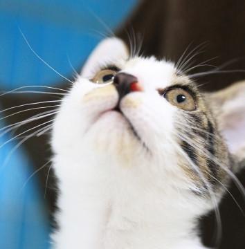 いつもご機嫌♡キリッと男前のゴロゴロ王子