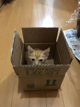 かわいい茶トラの子猫です