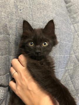 長毛のおとなしい黒猫ちゃん