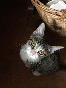人が大好きな甘えん坊のそらちゃん