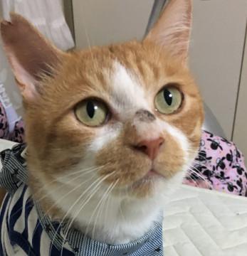 品川区多頭飼の崩壊